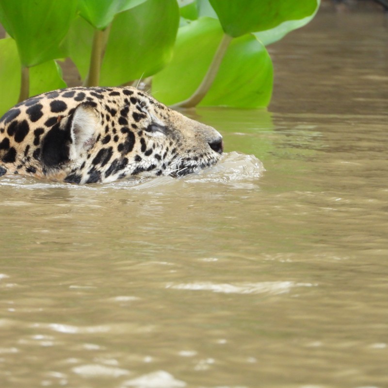 Pantanal