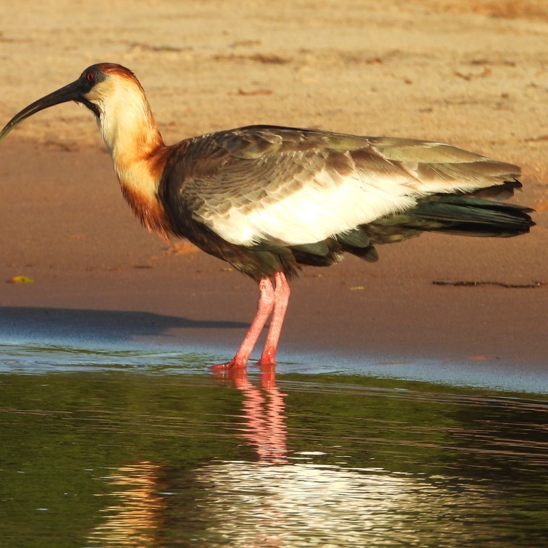 Pantanal