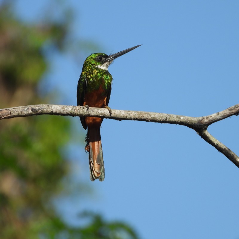 Pantanal