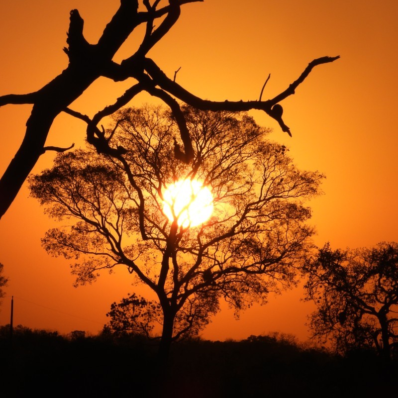 Pantanal