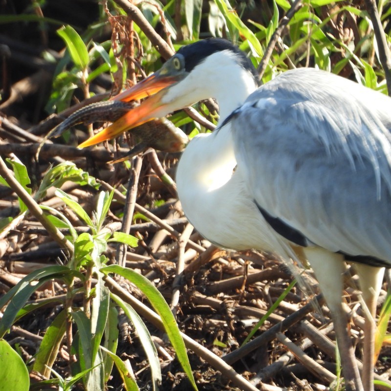 Pantanal