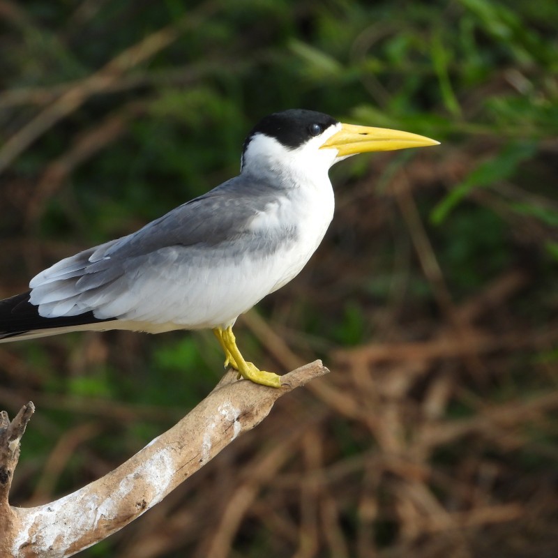 Pantanal