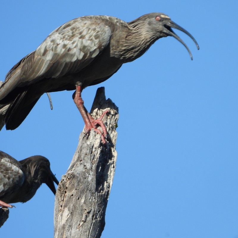 Pantanal