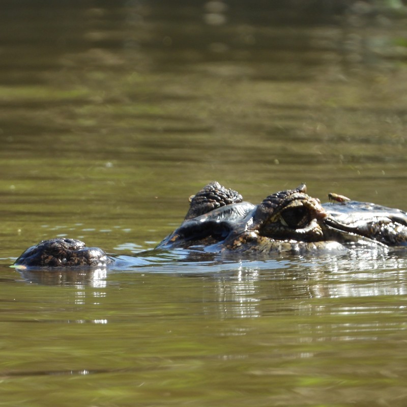 Pantanal