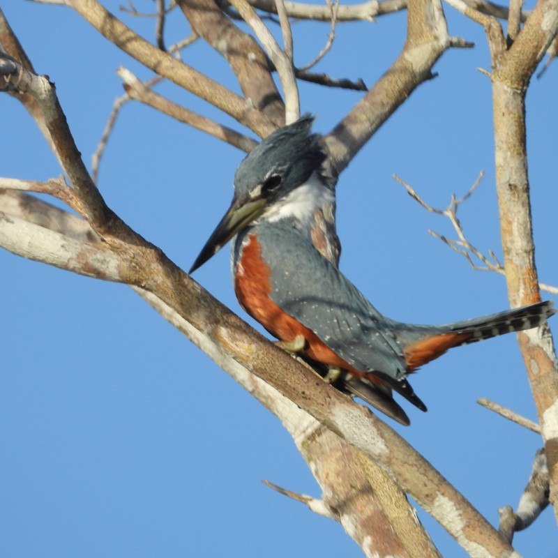 Pantanal