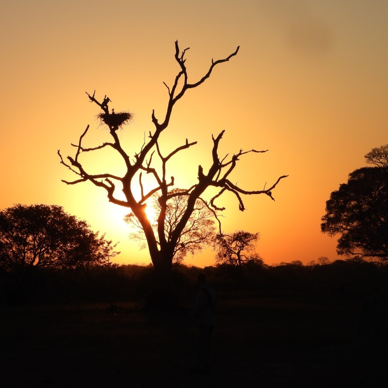 Pantanal