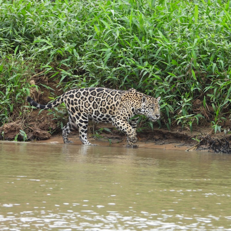 Pantanal