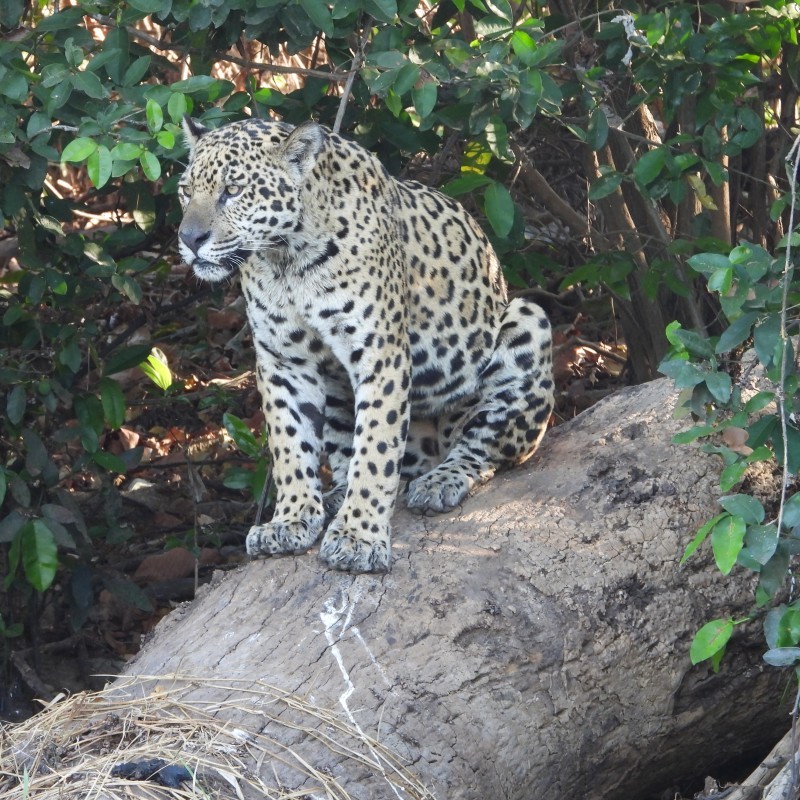 Pantanal