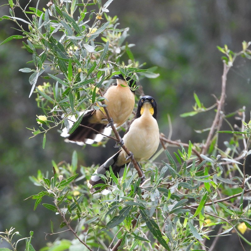 Pantanal