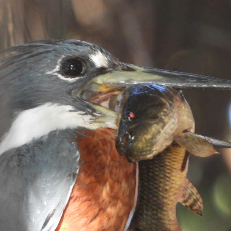 Pantanal